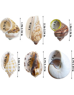 Conchas para Cangrejo Ermitaño Kathson 6 Pcs Tamaño 5-8.9 cm 2