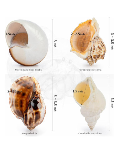 Conchas de Cangrejo Ermitaño Deauepu 4PCS Tamaños 7.62-8.89 cm