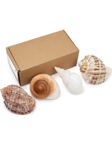 Conchas de Cangrejo Ermitaño Deauepu 4PCS Tamaños 7.62-8.89 cm