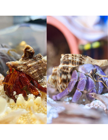 Conchas de Cangrejo Ermitaño Deauepu 4PCS Tamaños 7.62-8.89 cm