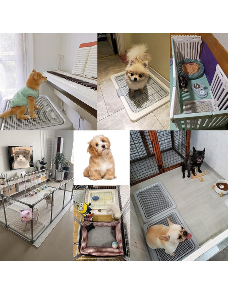 Bandeja de Entrenamiento para Perros Smart Paws 55x45cm