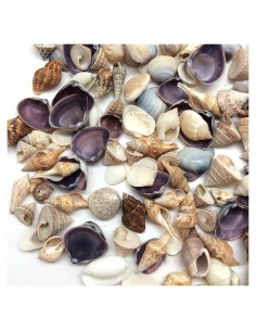 Mezcla Pequeña de Conchas Marinas PEPPERLONELY 340+ Pcs