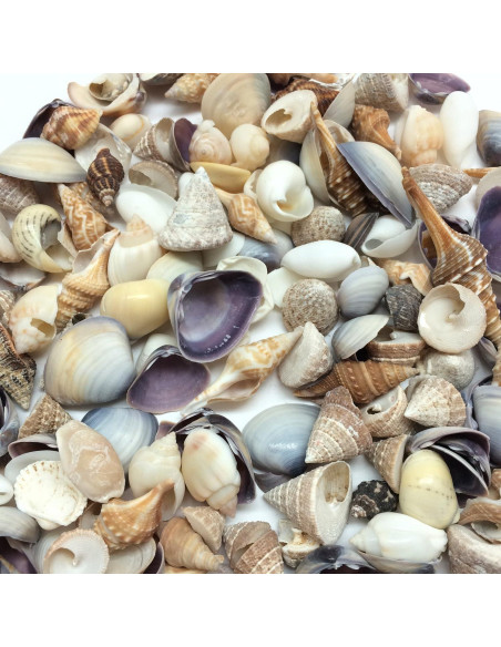 Mezcla Pequeña de Conchas Marinas PEPPERLONELY 340+ Pcs