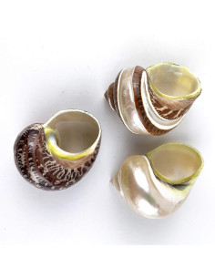 Conchas de Cangrejo Ermitaño y Turbo 3PC - Worlds 2