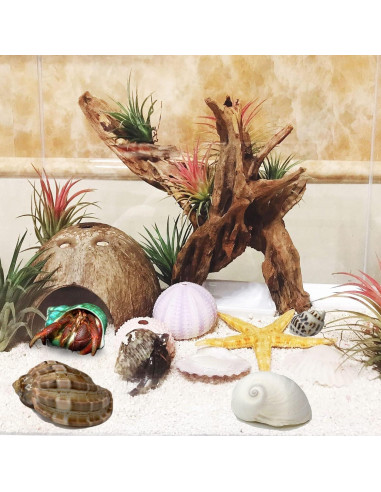 Refugios Naturales para Cangrejos Ermitaños Kathson - 10 Pcs