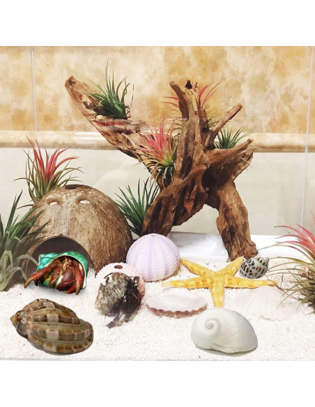 Refugios Naturales para Cangrejos Ermitaños Kathson - 10 Pcs