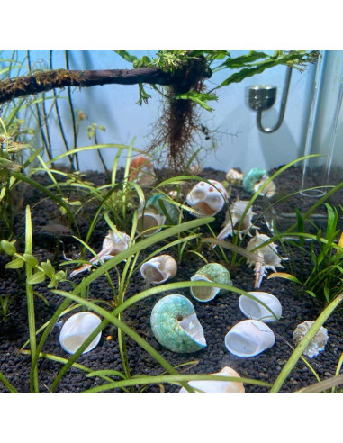 Refugios Naturales para Cangrejos Ermitaños Kathson - 10 Pcs