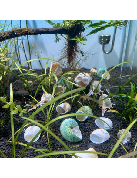 Refugios Naturales para Cangrejos Ermitaños Kathson - 10 Pcs