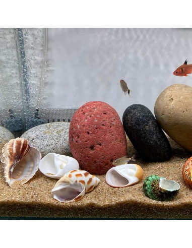 Refugios Naturales para Cangrejos Ermitaños Kathson - 10 Pcs