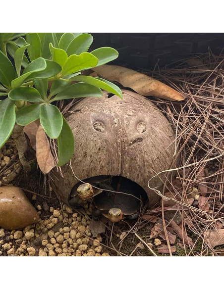 Refugios Naturales para Cangrejos Ermitaños Kathson - 10 Pcs