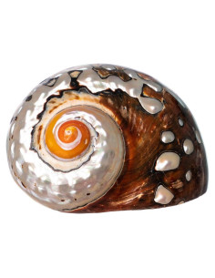 Concha Turbo Sarmaticus Africano 10 cm para Cangrejo Ermitaño
