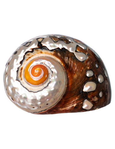 Concha Turbo Sarmaticus Africano 10 cm para Cangrejo Ermitaño