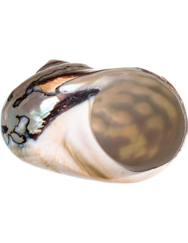 Concha Turbo Sarmaticus Africano 10 cm para Cangrejo Ermitaño