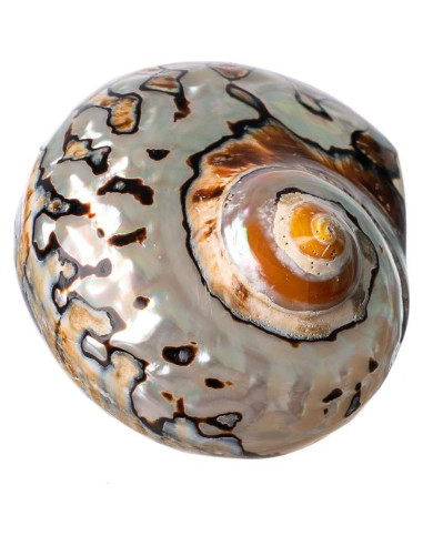 Conchas de Cangrejo Ermitaño Nautical Crush Sarmaticus 5-6 cm