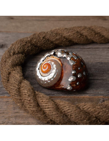 Conchas de Cangrejo Ermitaño Nautical Crush Sarmaticus 5-6 cm