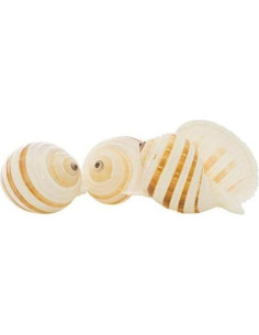 Conchas Tonna para Cangrejos Ermitaños Nautical Crush 3-3.5" 2