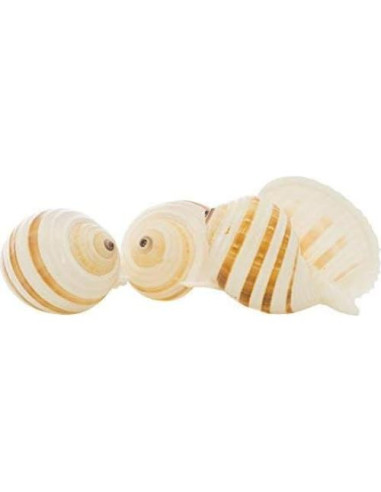 Conchas Tonna para Cangrejos Ermitaños Nautical Crush 3-3.5"