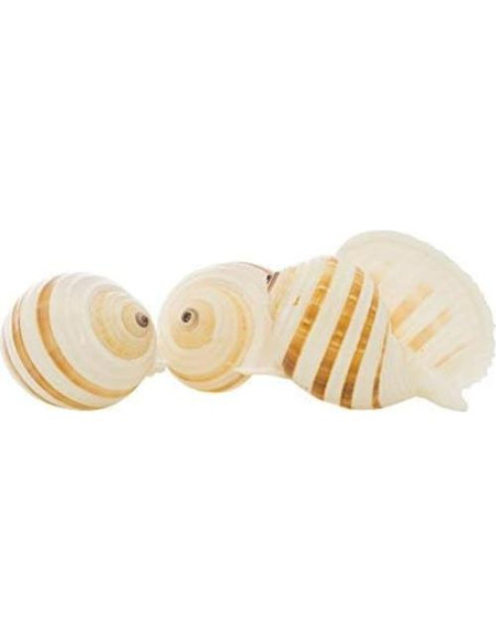 Conchas Tonna para Cangrejos Ermitaños Nautical Crush 3-3.5"