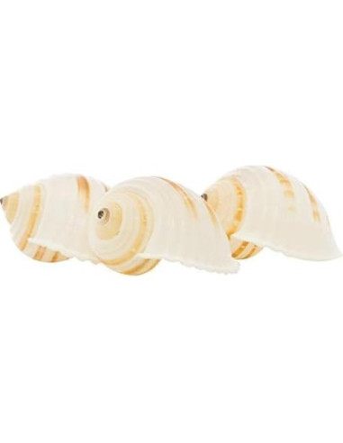 Conchas Tonna para Cangrejos Ermitaños Nautical Crush 3-3.5"