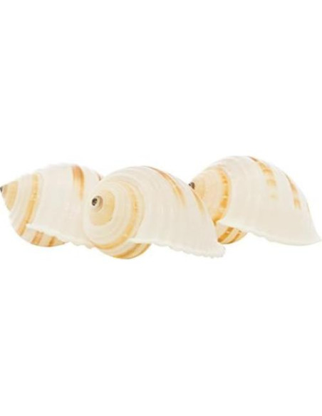 Conchas Tonna para Cangrejos Ermitaños Nautical Crush 3-3.5"