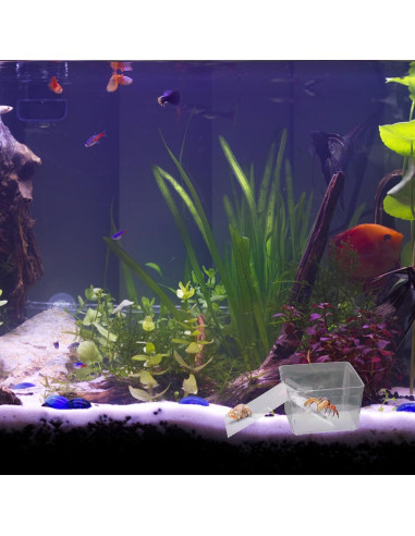 Tanques de Agua Transparentes para Cangrejos Ermitaños - KeaJuidy