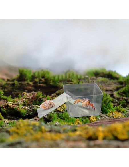 Tanques de Agua Transparentes para Cangrejos Ermitaños - KeaJuidy