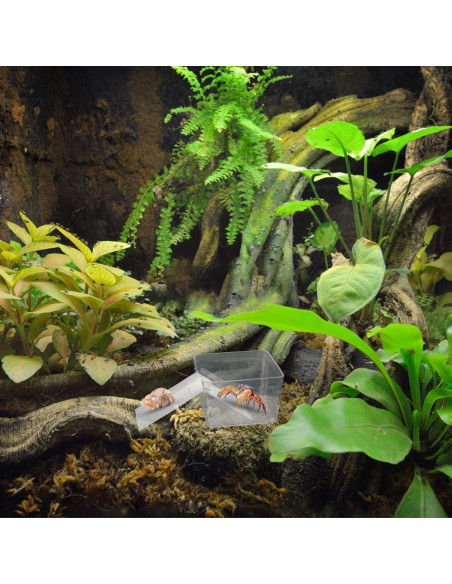 Tanques de Agua Transparentes para Cangrejos Ermitaños - KeaJuidy