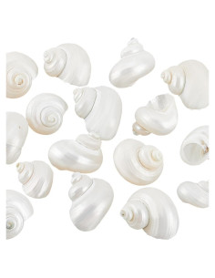 16 Caracolas Naturales Sin Perforar PH PandaHall 21-29 mm