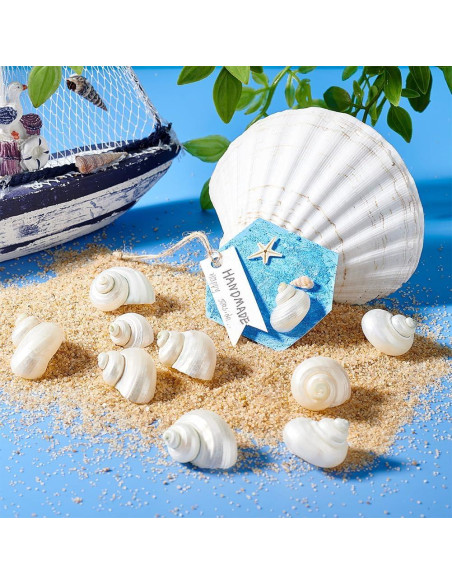 16 Caracolas Naturales Sin Perforar PH PandaHall 21-29 mm