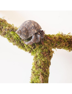 Poste de Musgo para Cangrejos Ermitaños Begeterday 30.48 cm 2