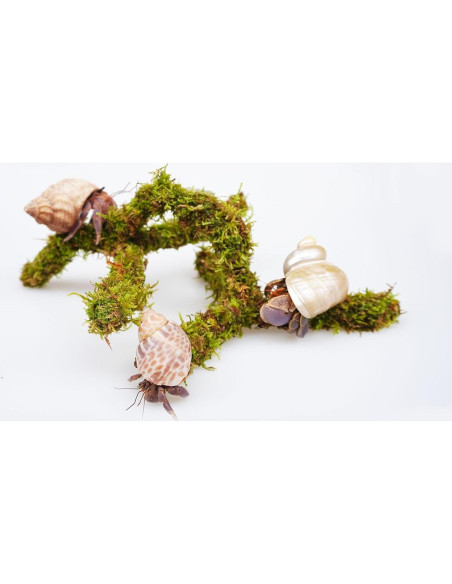 Juguete de Escalada para Cangrejo Ermitaño Jinymral 16.5 cm