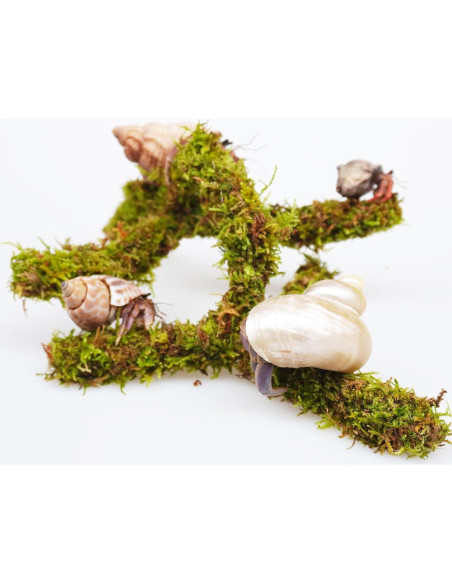 Juguete de Escalada para Cangrejo Ermitaño Jinymral 16.5 cm