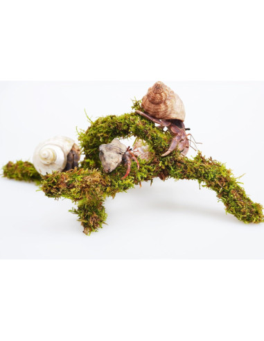 Juguete de Escalada para Cangrejo Ermitaño Jinymral 16.5 cm