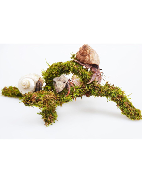 Juguete de Escalada para Cangrejo Ermitaño Jinymral 16.5 cm