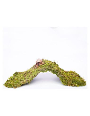 Puente de Escalada para Cangrejos Ermitaños Begeterday 34 cm