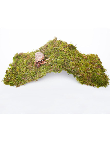 Puente de Escalada para Cangrejos Ermitaños Begeterday 34 cm