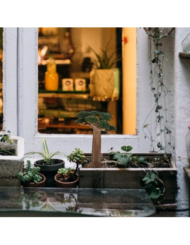 Árbol Baobab Artificial DOITOOL Miniatura 16x10.5cm