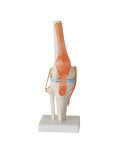 Modelo de Rodilla Humana 1:1 Global-Dental PVC Lavable