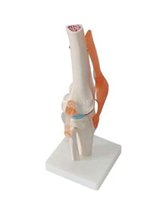Modelo de Rodilla Humana 1:1 Global-Dental PVC Lavable 2