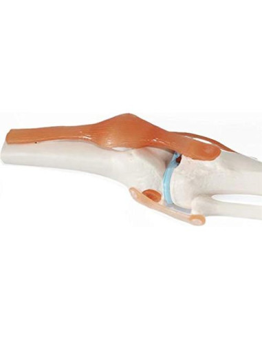 Modelo de Rodilla Humana 1:1 Global-Dental PVC Lavable