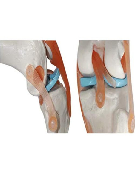 Modelo de Rodilla Humana 1:1 Global-Dental PVC Lavable