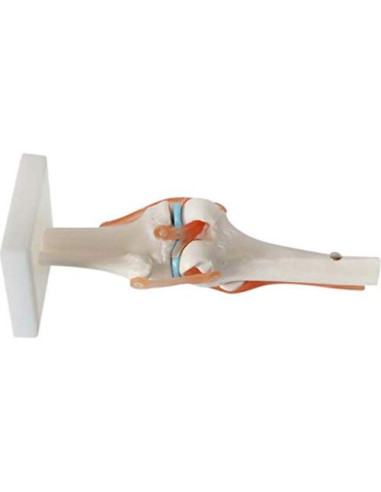 Modelo de Rodilla Humana 1:1 Global-Dental PVC Lavable