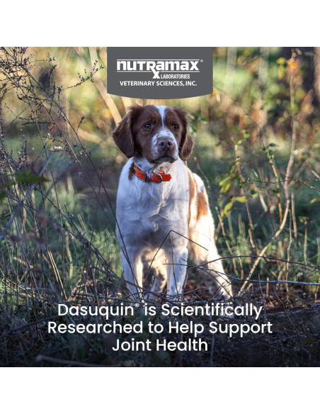 Dasuquin con MSM Masticables Nutramax 150 Tabletas Perro Pequeño/Mediano