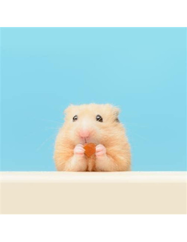 Trío Tropical Exotic Nutrition - Frutas Secas para Mascotas 127g