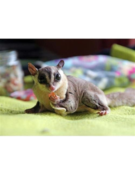 Trío Tropical Exotic Nutrition - Frutas Secas para Mascotas 127g