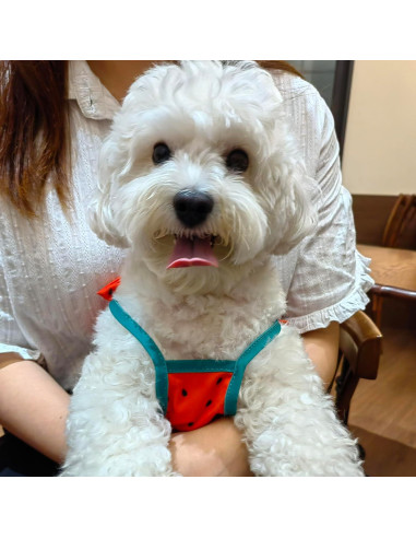 Bikini para Perros IMDOUBLEDOU Mediano Ropa de Verano