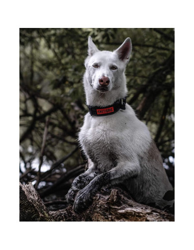 Collar Táctico para Perros OneTigris Negro Ajustable S