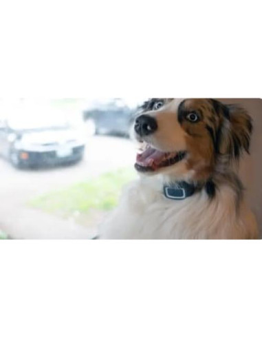 Correa de Nylon Ajustable Sparky Pet Co 3/4" Verde Azulado