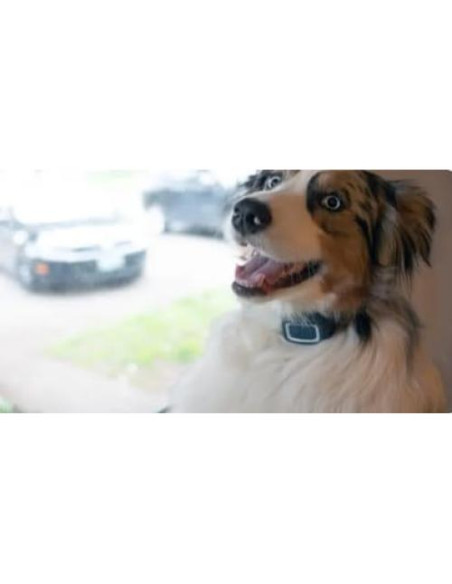 Correa de Nylon Ajustable Sparky Pet Co 3/4" Verde Azulado