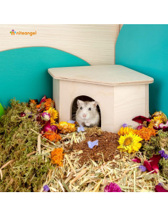 Refugio de Madera para Hámster Niteangel - Casa de Hábitat 15.9x15.8 cm 2